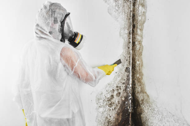 Trusted Waskom, TX Mold Removal Experts
