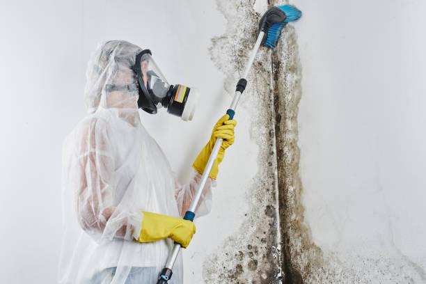Best Mold Removal Process  in Waskom, TX