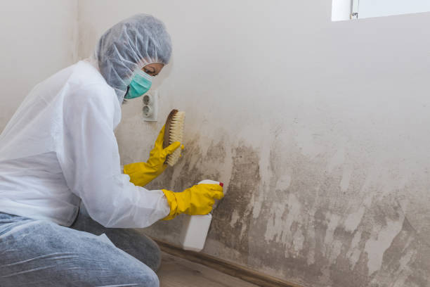 Best Mold Remediation Experts  in Waskom, TX