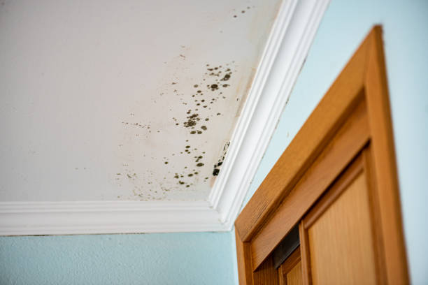 Best Certified Mold Removal  in Waskom, TX