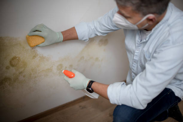 Best Certified Mold Removal  in Waskom, TX