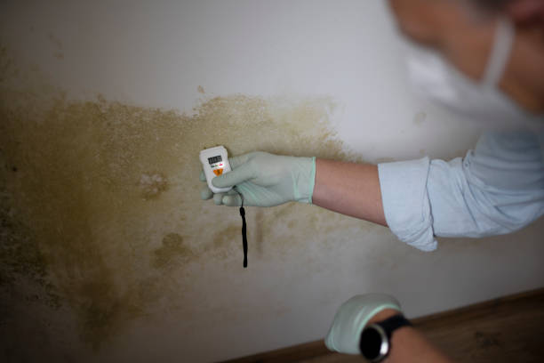Best Toxic Mold Removal  in Waskom, TX