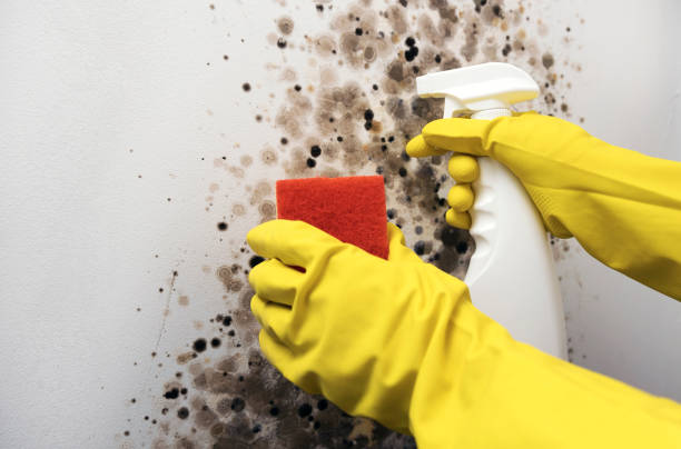 Best Mold Removal Company Near Me  in Waskom, TX