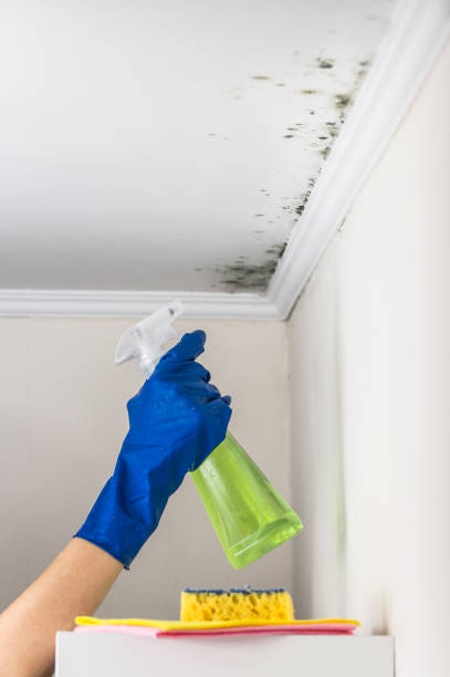Best Crawl Space Mold Removal  in Waskom, TX