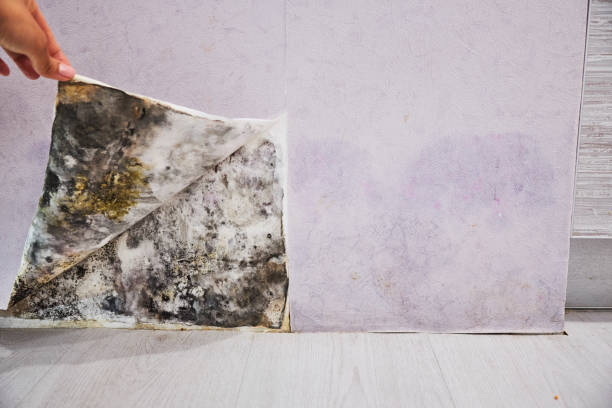 Best Affordable Mold Removal  in Waskom, TX